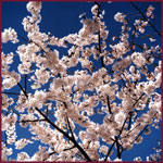 Cherry Blossoms