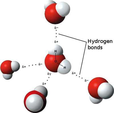 hydrogen bonds in
water