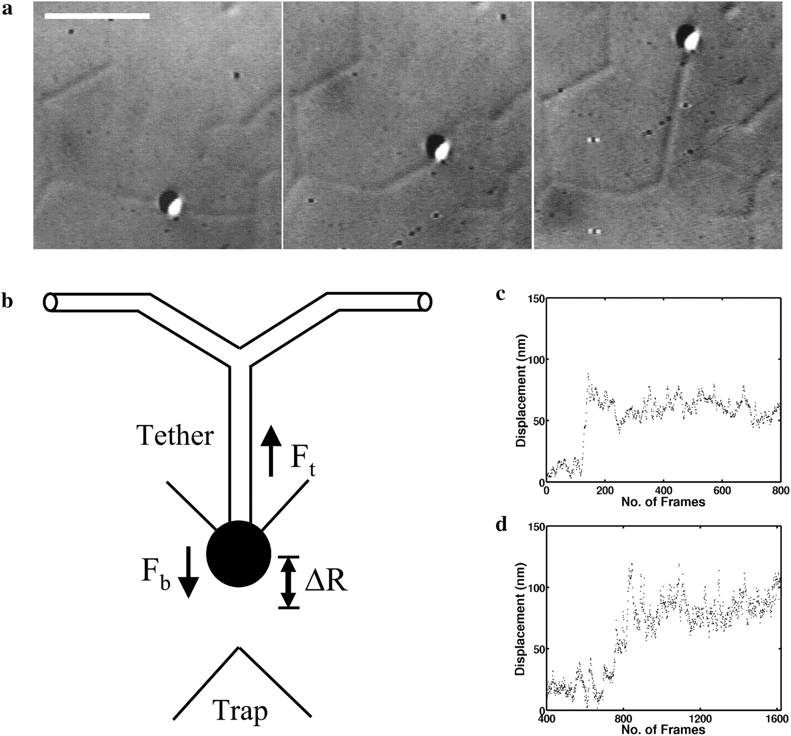 vorticella contraction.jpg